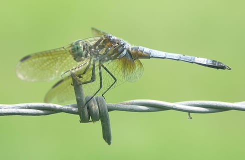 libelulă, insectă, gândac, aripi, natură, in afara, a închide, animale sălbatice, verde, barbwire, animale tematice, animal, un animal, nevertebrat, animale în sălbăticie, să se concentreze asupra primelor elemente, nici o persoana, animal aripă, zi, Culoarea verde, în aer liber, plantă, sârmă, partea corpului animalului, sârmă ghimpată, ochi de animale, 1080P, CC0, domeniu public, fără drepturi de autor