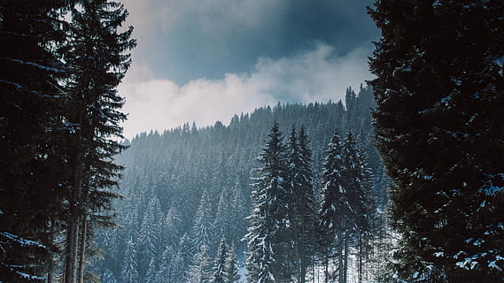scenario di alberi, alberi di pino, montagna, bianca, blu, cielo, foresta, inverno, alberi, la neve, albero, pianta, Pino, albero di conifere, terra, scenics - natura, Pinaceae, temperatura fredda, bosco di pini, natura, ambiente, bosco, bellezza nella natura, scena tranquilla, la tranquillità, nessuno, all'aperto, albero sempreverde, montagna innevata, nevicando, 5K, CC0, dominio pubblico, privo di copyright