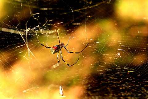 ragno, rosso, giallo, web, sole, natura, aracnide, insetto, autunno, giardino, ragnatela, fragilità, artropodo, animali allo stato selvatico, temi animali, invertebrato, animale, avvicinamento, fauna selvatica, vulnerabilità, un animale, concentrarsi sulle conoscenze acquisite, sopravvivenza, nessuno, messa a fuoco selettiva, all'aperto, gamba animale, complessità, 5K, CC0, dominio pubblico, privo di copyright