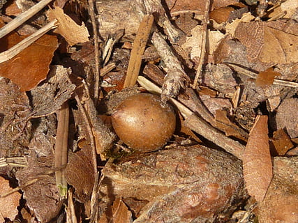 cápsula de fruta, nuez, marrón, comida, Fruta, linde de invierno, piedra linde, tilia cordata, Linde, tilia, planta de cal, tilioideae, suelo del bosque, nadie, de cerca, día, naturaleza, al aire libre, temas de animales, comida y bebida, fotograma completo, vista de alto ángulo, tierra, alimentación saludable, parte de la planta, seco, hoja, antecedentes, animal, fauna animal, bienestar, frescura, hojas, 2K, CC0, dominio público, libre de derechos