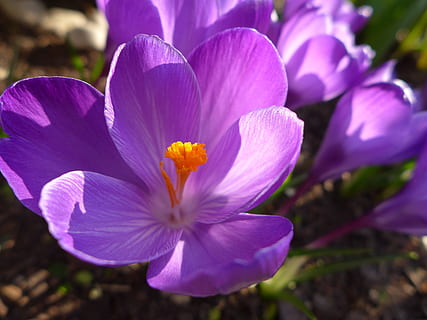 krookus, kevät, kukka, violetti, kukinta, kasvi, kiinni, keltainen, puutarha, kevään crocus, luonto, keväällä, kasvisto, tuoreus, alttius, terälehti, hauraus, kauneus luonnossa, kukka pää, lähikuva, kukinto, kasvu, iiris, ei ihmisiä, siitepöly, keskittyä etualalle, valikoiva tarkennus, ulkona, pehmeys, 2K, CC0, public domain, rojaltivapaa