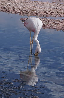 Flamenco, Salar, Reflection, one animal, animals in the wild, animal themes, water, nature, animal, vertebrate, animal wildlife, lake, bird, day, white color, no people, waterfront, outdoors, eating, standing, zoology, drinking, animal neck, searching, 1080P, CC0, public domain, royalty free