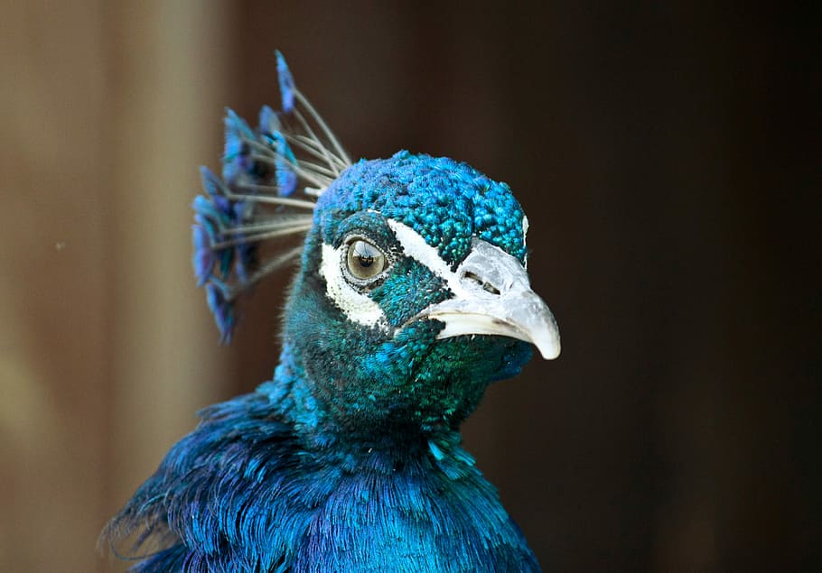 selektiv, fokus fotografie, Blau, Pfau, selektiver Fokus, Fotografie, blauer Pfau, Vogel, Feder, Tier, mehrfarbig, Tierwelt, Natur, Schnabel, männliches Tier, Nahansicht, Farben, ein Tier, Tierthemen, Wirbeltier, Tiere in freier Wildbahn, Tierkörperteil, keine Leute, Tierkopf, Fokus auf den Vordergrund, Tag, Wegschauen, suchen, Tierkamm, Tierauge, 4K