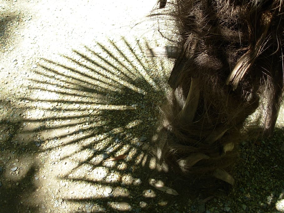 copac, natură, umbră, palmier, lumina soarelui, plantă, zi, creştere, nici o persoana, în aer liber, a închide, model, teren, frunze, vedere în unghi mare, frumusețe în natură, climat tropical, parte a plantelor, se concentreze pe umbra, însorit, frunza de palmier, coafura, 2K