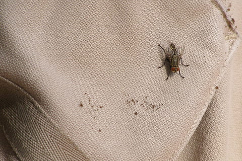 volar, insecte, error, plaga, invertebrat, temes d'animals, fauna animal, animal, animals a la natura, un animal, primer pla, cap gent, naturalesa, dia, zoologia, a l'aire lliure, artròpode, vista d’angle alt, funció de construcció de parets, textura, 1080P, CC0, domini públic, lliure de regalies