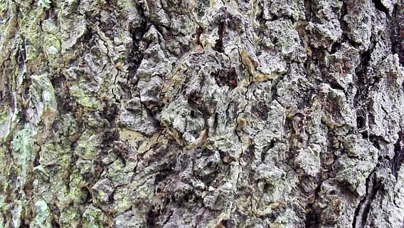 abbaiare, albero, natura, struttura, legna, Marrone, modello, ruvido, vecchio, superficie, pianta, tronco, naturale, legname, di legno, foresta, ambiente, intemperie, design, asciutto, invecchiamento, strutturato, fotogramma intero, roccia - oggetto, sfondi, nessuno, tronco d'albero, avvicinamento, corteccia vegetale, modello naturale, giorno, crescita, all'aperto, durezza, legno - materiale, lichene, sfondi astratti, effetto strutturato, 4K, CC0, dominio pubblico, privo di copyright