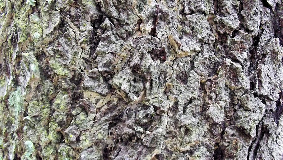 abbaiare, albero, natura, struttura, legna, Marrone, modello, ruvido, vecchio, superficie, pianta, tronco, naturale, legname, di legno, foresta, ambiente, intemperie, design, asciutto, invecchiamento, strutturato, fotogramma intero, roccia - oggetto, sfondi, nessuno, tronco d'albero, avvicinamento, corteccia vegetale, modello naturale, giorno, crescita, all'aperto, durezza, legno - materiale, lichene, sfondi astratti, effetto strutturato, 4K