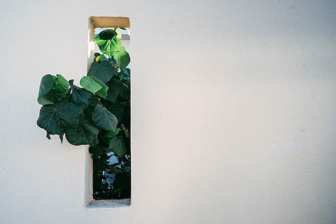 verd, fulles, peeps d’arbre, panell de finestra, planta de fulla, paret, durant el dia, planta, arbre, finestra, blanc, full, color verd, part de la planta, naturalesa, funció de construcció de parets, còpia espai, a l'interior, cap gent, dia, menjar i beguda, menjar, heura, frescor, creixement, sol objecte, vegetals, 1080P, CC0, domini públic, lliure de regalies