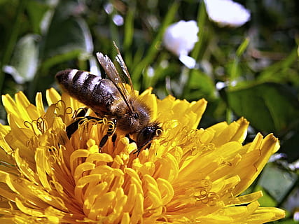 blanc, negre, mel d'abella, groc, flor de pètal, abella, dent de lleó, macro, primavera, naturalesa, jardí, flor, temes d'animals, fauna animal, planta amb flors, animal, invertebrat, insecte, animals a la natura, un animal, fragilitat, bellesa a la natura, pètal, cap de flor, planta, vulnerabilitat, frescor, polinització, creixement, primer pla, Abellot, cap gent, pol·len, 1080P, CC0, domini públic, lliure de regalies