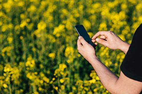 mobile, phone, spring rapes field, Laptop computer, spring, rapes, field, summer, flowers, tech, computer, technology, laptop, smartphone, rapeseed, white laptop, mobile Phone, nature, outdoors, smart Phone, telephone, one Person, people, yellow, wireless Technology, oilseed Rape, human Hand, communication, holding, flower, crop, portable information device, agriculture, plant, connection, human body part, flowering plant, growth, land, adult, beauty in nature, hand, 4K