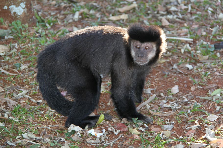 micos, ungles, parc, un animal, fauna animal, animal, animals a la natura, temes d'animals, mamífer, primat, vertebrats, terra, cap gent, longitud completa, mirant la càmera, retrat, dia, naturalesa, animal jove, camp, a l'aire lliure, 4K