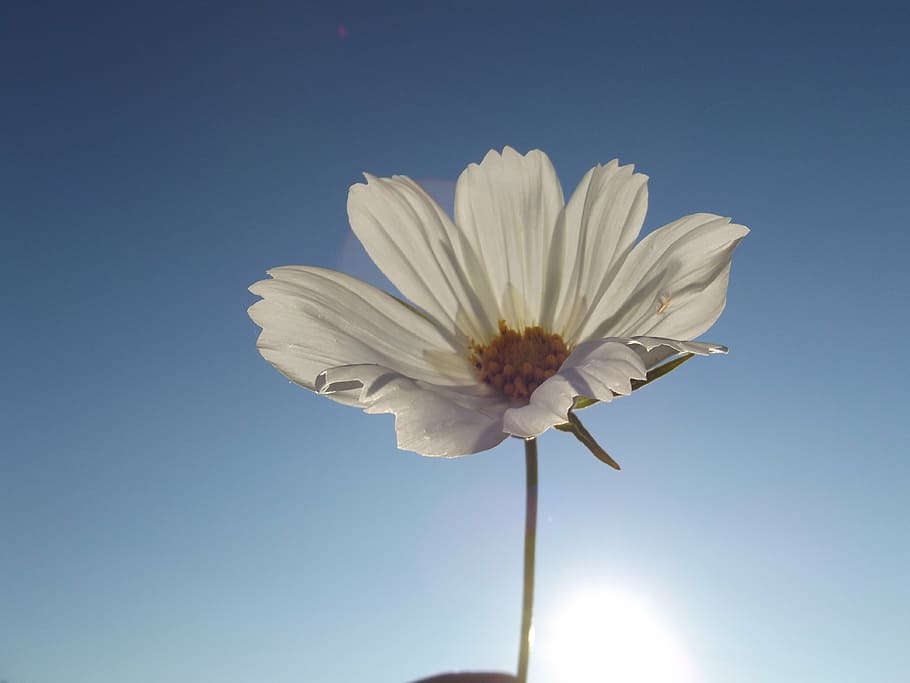 flor, doga, primavera, llum, blanc, planta amb flors, frescor, bellesa a la natura, fragilitat, cel, vulnerabilitat, planta, naturalesa, pètal, vista d’angle baix, primer pla, blau, Color blanc, inflorescència, cel clar, cap de flor, cap gent, tija de la planta, a l'aire lliure, suavitat, sepal, fons blau, 4K