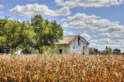 Scheune, rustikal, Scheunen, Ohio, digitale Kunst, ländlich, szenisch, Land, Landschaft, Schuppen, wirft, Bauernhof, Bauernhöfe, Landwirtschaft, landwirtschaftlich, Bauernhaus, champaign, Bezirk, Americana, Foto, fotografieren, Struktur, Strukturen, sturgell, William Sturgell, bill sturgell, historisch, Wohnkultur, Gebäude, Wolken, Himmel, Baum, Bäume, wolkig, Unkraut, Champaign County, Urbana, Pflanze, gebaute Struktur, Wachstum, die Architektur, Feld, wolke - himmel, Gebäudehülle, Natur, Tag, ländliche Szene, keine Leute, Schönheit in der Natur, Ruhe, draußen, Kabine, 5K, CC0, gemeinfrei, lizenzfrei