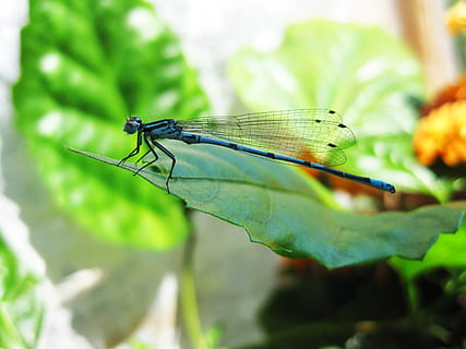 libellula, blu, foglio, insetto, invertebrato, fauna selvatica, animale, temi animali, animali allo stato selvatico, ala animale, un animale, foglia, parte vegetale, pianta, avvicinamento, colore verde, natura, giorno, concentrarsi sulle conoscenze acquisite, damselfly, nessuno, all'aperto, 2K, CC0, dominio pubblico, privo di copyright