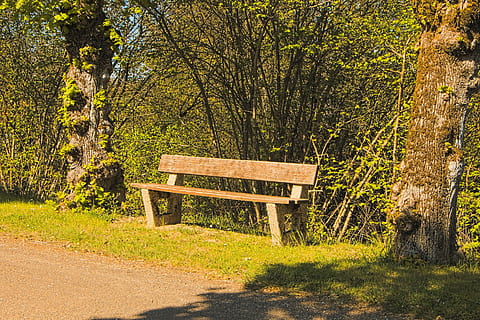 banc, seient, descans, objecte, fora, públic, planta, arbre, naturalesa, buit, llum solar, creixement, cap gent, material de fusta, terra, tranquil·litat, color verd, dia, Banc del parc, parc, bellesa a la natura, absència, a l'aire lliure, ombra, 1080P, CC0, domini públic, lliure de regalies