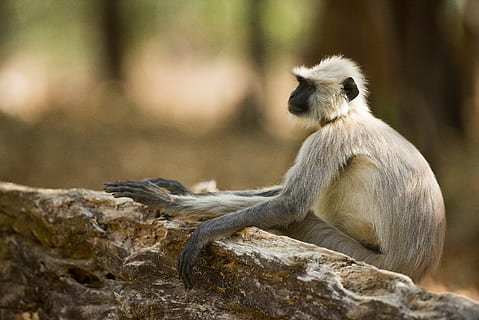 Weiß, Affe, Verlegung, Felsformation, Fotografie mit selektivem Fokus, braun, Primas, Pelz, Log, Baum, wild, Natur, Tierwelt, Indium, langur, Tiere in freier Wildbahn, ein Tier, Säugetier, Rock, Rock - Objekt, Wirbeltier, solide, Sitzung, Fokus auf den Vordergrund, Menschen, Tag, draußen, Zoo, Pavian, 5K, CC0, gemeinfrei, lizenzfrei
