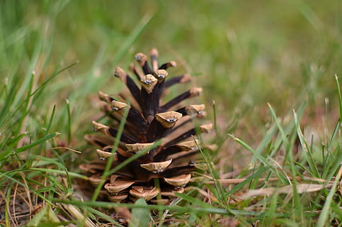 Tannenzapfen, Baum, Nadelbaum, Wald, Grün, Kiefer, Punkte, Garten, Gras, keine Leute, Tag, Natur, Fokus auf den Vordergrund, draußen, Pflanze, Wachstum, selektiver Fokus, Feld, Land, Nahansicht, grüne Farbe, Schönheit in der Natur, Pilz, braun, Ruhe, Sonnenlicht, Oberflächenniveau, 4K, CC0, gemeinfrei, lizenzfrei