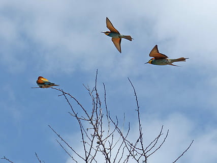 Vogel, Bienenesser, Flug, fliegen, Abellerol, Merops Apiaster, Ast, bunt, Wirbeltier, Tiere in freier Wildbahn, Tierwelt, Tierthemen, Tier, Gruppe von Tieren, fliegend, Himmel, die Flügel ausbreiten, Flachwinkelansicht, Tag, keine Leute, kahler Baum, Baum, Natur, wolke - himmel, in der Luft, Schönheit in der Natur, Pflanze, Vogelschwarm, Süßwasservogel, 2K, CC0, gemeinfrei, lizenzfrei