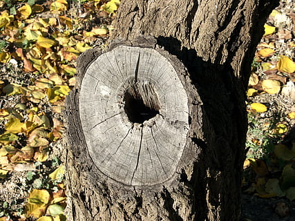árvore, madeira, Tempo, tronco, latido, Pinhal, natureza, arvores, pinho, troncos de árvores, casca de árvore, madeira - material, plantar, ninguém, dia, tronco de árvore, fechar-se, texturizado, focar em primeiro plano, toco de árvore, luz solar, rude, círculo, ao ar livre, forma geométrica, forma, crescimento, anel de árvore, 2K, CC0, domínio público, royalty free