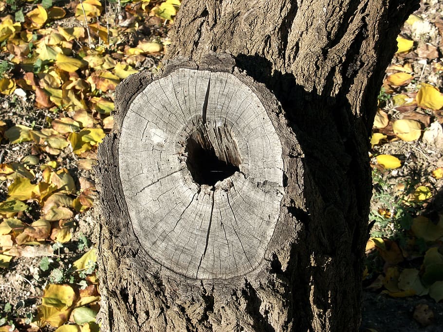 drzewo, drewno, czas, bagażnik samochodowy, szczekać, drewno sosnowe, Natura, drzewa, sosna, pnie drzew, Kora drzewa, drewno - materiał, roślina, żadnych ludzi, dzień, pnia drzewa, zbliżenie, teksturowane, skupić się na pierwszym planie, pień drzewa, światło słoneczne, szorstki, okrąg, na dworze, kształt geometryczny, kształt, wzrost, pierścień drzewa, 2K