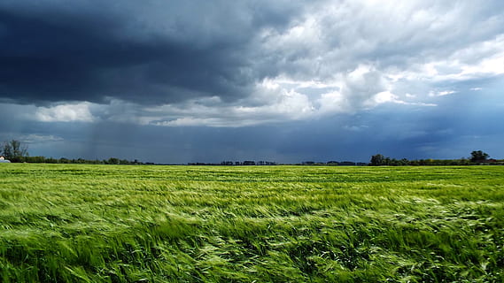 hvede, Sky, Wheatfield, sletter, storm, landskab, natur, sky - himmel, himmel, cloudscape, blå, landlige scene, Mark, græs, udendørs, eng, scenics, sommer, grøn farve, landbrug, ikke-urbane scene, vejr, ingen mennesker, landskaber, skønhed i naturen, dag, jord, miljø, plante, scenics - natur, vækst, korn plante, overskyet, tordenvejr, vind, ildevarslende, regn, forår, 4K, CC0, offentligt domæne, royaltyfrie