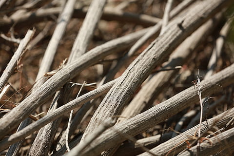 træ, grene, ild, årgang, bark, natur, bagagerum, miljø, sommer, have, afdeling, tæt på, plante, træ - materiale, ingen mennesker, fuld ramme, dag, udendørs, selektiv fokusering, tør, fokus på forgrunden, baggrunde, skønhed i naturen, jord, Brun, Mark, tekstureret, ro, vækst, stick - plante del, 5K, CC0, offentligt domæne, royaltyfrie
