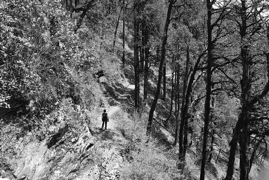 bianco e nero, tiro, solitario, escursionista, in piedi, sentiero sterrato, boscoso, pendenza, fotografia in scala di grigi, persona, sentiero nel bosco, sentiero, escursioni a piedi, isolamento, natura, pista, assolo, viaggiatore, viaggio, avventura, natura selvaggia, solitudine, albero, foresta, roccia, pianta, terra, persone reali, attività di svago, una persona, stili di vita, crescita, uomini, a piedi, giorno, retrovisore, lunghezza intera, bellezza nella natura, la tranquillità, scena non urbana, all'aperto, 4K
