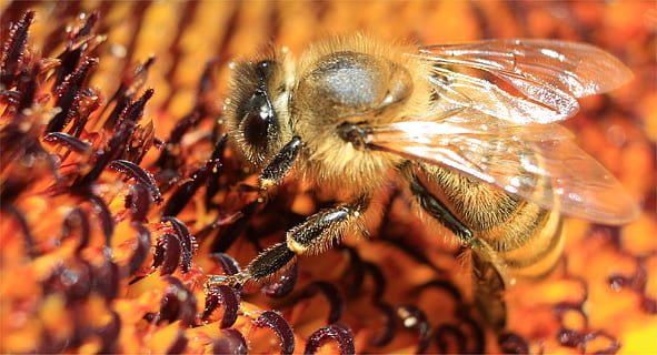 arroccato, Marrone, fiore, macro, fiore del sole, insetto, temi animali, invertebrato, animale, fauna selvatica, avvicinamento, animali allo stato selvatico, Ape, un animale, bellezza nella natura, nessuno, impollinazione, natura, concentrarsi sulle conoscenze acquisite, primo piano estremo, testa di fiore, ala animale, occhio animale, 2K, CC0, dominio pubblico, privo di copyright