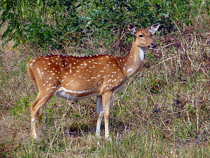 beschmutzte Rotwild, chital, Achse Achse, Hirsch, Tierwelt, Säugetier, wild, Tier, beschmutzt, Indien, Park, Natur, Safari, Fauna, Nationalpark, Bandipora, Bandipur, Karnataka, Tierthemen, Tiere in freier Wildbahn, ein Tier, Land, Wirbeltier, Stehen, Feld, keine Leute, Pflanze, Gras, Tag, Seitenansicht, braun, pflanzenfressend, draußen, Kitz, 2K, CC0, gemeinfrei, lizenzfrei