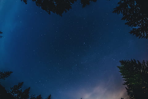 låg, vinkelfoto, stjärnor, vinkelfotografi, molnfri, himmel, person, träd, natt, stjärna, silhuett, stjärna - utrymme, astronomi, Vintergatan, natur, konstellation, galax, blå, mörk, rymden, nebulosa, landskap, utomhus, skönhet i naturen, lugn, scenics, växt, lågvinkelvy, scenics - natur, stjärnfältet, lugn plats, inget folk, tillväxt, idyllisk, rymd och astronomi, 5K, CC0, offentligt domän, royaltyfria