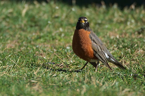 robin, burung, birding, satwa liar hewan, satu binatang, binatang di alam liar, rumput, bertulang belakang, fokus selektif, menanam, alam, tidak ada orang, hari, bidang, merapatkan, tanah, di luar rumah, warna hijau, bagian tubuh hewan, 2K, CC0, domain publik, bebas royalti