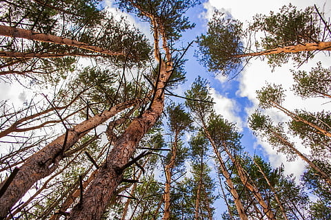 borovice, nebe, zdola, strom, rostlina, nízký úhel pohledu, růst, krása v přírodě, les, klid, přistát, den, Příroda, kmen stromu, nikdo, kufr, vysoká - vysoká, větev, klidné scény, mrak - nebe, venku, přímo pod, strom baldachýn, jehličnatého stromu, borové lesy, 4K, CC0, veřejná doména, bez autorských práv