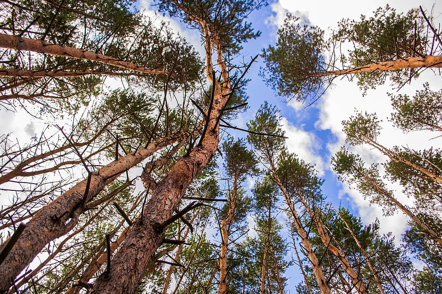 borovice, nebe, zdola, strom, rostlina, nízký úhel pohledu, růst, krása v přírodě, les, klid, přistát, den, Příroda, kmen stromu, nikdo, kufr, vysoká - vysoká, větev, klidné scény, mrak - nebe, venku, přímo pod, strom baldachýn, jehličnatého stromu, borové lesy, 4K