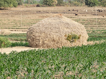 haystack, hay, harvest, crop, residue, straw, field, agriculture, farming, harvesting, agricultural, hulukoppa, dharwad, plant, land, bale, rural scene, grass, farm, nature, landscape, day, no people, tranquility, tranquil scene, environment, growth, outdoors, beauty in nature, rolled up, 4K, CC0, public domain, royalty free