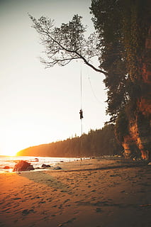 man, beklimming, boom, gouden, uur, opgehangen, touw, kust, strand, Schommel, zonsondergang, Bos, oceaan, eiland, vancouver, Canada, reizen, avontuur, fabriek, hemel, land-, schoonheid in de natuur, natuur, kalmte, scenics - natuur, rustige scène, geen mensen, groei, niet-stedelijke scène, milieu, buitenshuis, veld-, dag, idyllisch, landschap, Oranje kleur, 1080P, CC0, publiek domein, royaltyvrij