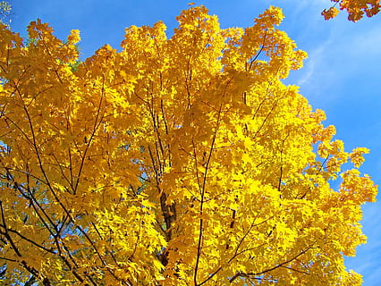 groc, maple, arbre, fulles, tardor, caure, branques, planta, canvi, bellesa a la natura, naturalesa, creixement, vista d’angle baix, branca, cel, dia, cap gent, color taronja, tranquil·litat, full, escenics - natura, a l'aire lliure, part de la planta, flor, col·lecció de tardor, condició natural, 2K, CC0, domini públic, lliure de regalies