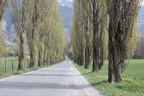 avinguda, arbres, lluny, arbre, carretera, planta, el camí a seguir, direcció, tronc de l'arbre, tronc, naturalesa, terra, perspectiva decreixent, escena tranquil·la, dia, tranquil·litat, treelined, bellesa a la natura, escenics - natura, transport, creixement, cap gent, punt de fuga, a l'aire lliure, llarg, 2K, CC0, domini públic, lliure de regalies