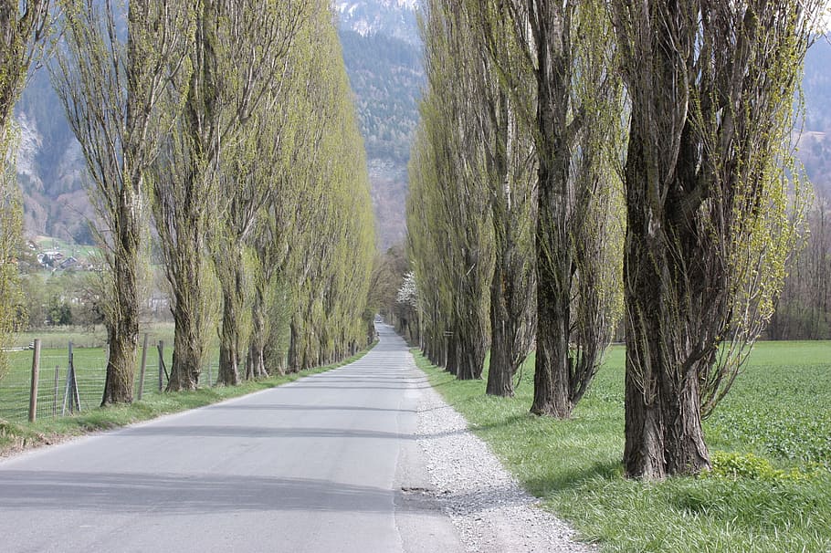 avinguda, arbres, lluny, arbre, carretera, planta, el camí a seguir, direcció, tronc de l'arbre, tronc, naturalesa, terra, perspectiva decreixent, escena tranquil·la, dia, tranquil·litat, treelined, bellesa a la natura, escenics - natura, transport, creixement, cap gent, punt de fuga, a l'aire lliure, llarg, 2K
