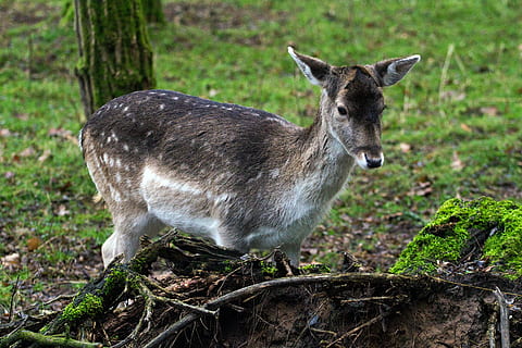 daino, Hirsch, foresta, fauna selvatica, un animale, mammifero, animali allo stato selvatico, vertebrato, pianta, terra, nessuno, natura, giorno, concentrarsi sulle conoscenze acquisite, in piedi, campo, all'aperto, erba, giovane animale, vista laterale, erbivoro, 5K, CC0, dominio pubblico, privo di copyright
