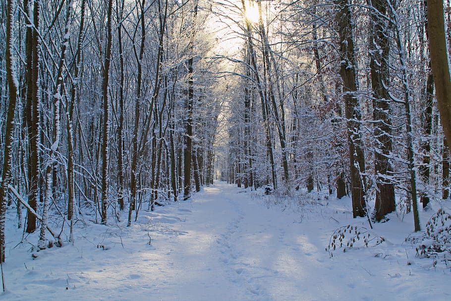 fyrretræer, dækket, dag tid, Skov, sne, væk, vinter magi, vinter, vinterlige, spor, sollys, sol, sti, natur, kold, vinter skov, vinterdrøm, sneet inde, sne vej, kold temperatur, træ, plante, jord, ro, ingen mennesker, scenics - natur, vejen frem, skønhed i naturen, rolig scene, bare træ, ikke-urbane scene, hvid farve, dækker, udendørs, snedækket bjerg, 2K