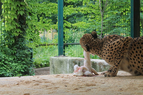 Leopard, Beute, Essen, Raubtier, Katze, Blut, Natur, erwischt, Fang, Jäger, die Opfer, gestreift, gefangen, Zoo, Tiergarten, Tier, Tierthemen, Säugetier, ein Tier, katzenartig, Wirbeltier, große Katze, Haustiere, Entspannung, Tag, Tierwelt, Pflanze, keine Leute, Tiere in freier Wildbahn, Fleischfresser, Baum, Tiere in Gefangenschaft, Gepard, draußen, Whisker, 4K, CC0, gemeinfrei, lizenzfrei