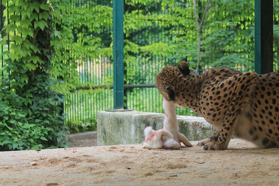leopard, kořist, jíst, dravec, kočka, krev, Příroda, chycen, úlovek, lovec, oběti, pruhovaný, zachytil, zoo, tiergarten, zvíře, zvířat, savec, jednoho zvířete, Kočkovitý, obratlovců, velká kočka, domácí mazlíčci, relaxace, den, domácí zvířata, rostlina, nikdo, zvířata ve volné přírodě, masožravce, strom, zvířata v zajetí, Gepard, venku, vous, 4K