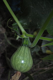 Zucchini, légume, marché, Nourriture et boisson, aliments, fraîcheur, couleur verte, alimentation saine, fermer, partie de la plante, personne, feuille, bien-être, croissance, plante, se concentrer sur le premier plan, la nature, journée, en plein air, biologique, nourriture crue, agriculture, la nourriture végétarienne, 4K, CC0, domaine public, libre de droits