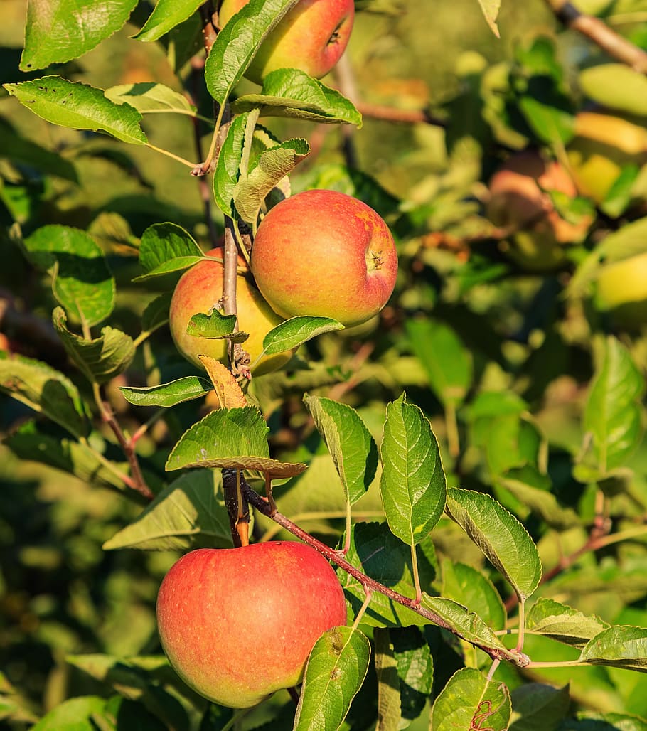 Mela, albero, albero di mele, foglia, frutta, ramo, flora, pianta, autunno, messa a fuoco selettiva, Svizzera, Europa, natura, cibo e bevande, cibo, mangiare sano, freschezza, crescita, parte vegetale, benessere, rosso, giorno, mela - frutto, colore verde, avvicinamento, nessuno, agricoltura, all'aperto, biologico, maturo, 2K