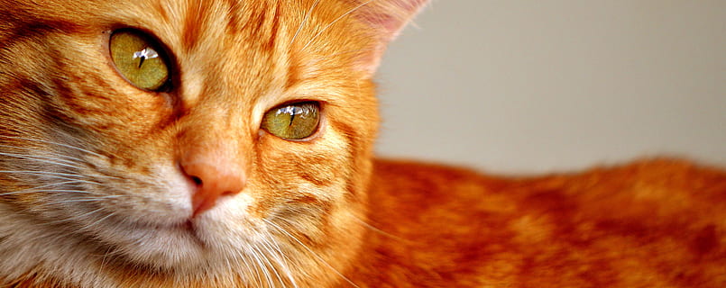 flach, fokus fotografie, Orange, Katze, orange getigerte Katze, Tabby-Katze, Nahansicht, Foto, rot, Makrele, süß, schließen, Haustier, Kätzchen, rote Katze, Hauskatze, Haustiere, katzenartig, ein Tier, Porträt, Kamera betrachten, inländisch, Tierthemen, Tier, Säugetier, Tierkörperteil, orange Farbe, keine Leute, Tierkopf, Whisker, Wirbeltier, Tierauge, tabby, 5K