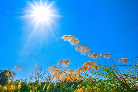 miscanthus, sol, cel, planta, raig de sol, naturalesa, llum solar, blau, bellesa a la natura, creixement, flare de la lent, arbre, cap gent, terra, vista d’angle baix, herba, medi ambient, escena no urbana, paisatge, a l'aire lliure, escenics - natura, brillant, lluminós, 5K, CC0, domini públic, lliure de regalies