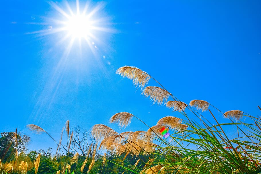 miscanthus, sol, cel, planta, raig de sol, naturalesa, llum solar, blau, bellesa a la natura, creixement, flare de la lent, arbre, cap gent, terra, vista d’angle baix, herba, medi ambient, escena no urbana, paisatge, a l'aire lliure, escenics - natura, brillant, lluminós, 5K