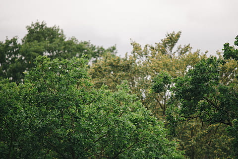 træplader, regnfuld, dag, træ, toppe, regnvejrsdag, natur, Skov, udendørs, grøn farve, plante, blad, sommer, vækst, skønhed i naturen, ingen mennesker, ro, plante del, rolig scene, scenics - natur, himmel, jord, miljø, landskab, Mark, ikke-urbane scene, nåletræ, fyrreskov, 4K, CC0, offentligt domæne, royaltyfrie