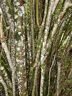 Baum, Geäst, ästhetisch, Wald, verschlungen, schließen, Baumstamm, Pflanze, Kofferraum, Wachstum, keine Leute, Land, Schönheit in der Natur, Natur, Ruhe, Tag, Vollbild, Hintergründe, draußen, grüne Farbe, Bambuspflanze, ruhige Szene, Nicht-städtische Szene, Regenwald, 2K, CC0, gemeinfrei, lizenzfrei