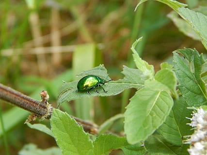 forest, beetle, green, animal themes, animal wildlife, animal, animals in the wild, plant part, invertebrate, leaf, plant, insect, one animal, green color, nature, no people, close-up, day, outdoors, focus on foreground, selective focus, animal wing, animal head, 4K, CC0, public domain, royalty free